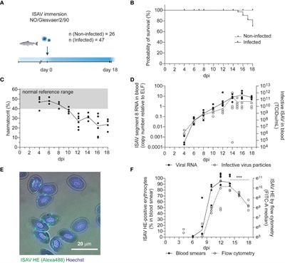 The infectious salmon anemia virus esterase prunes erythrocyte surfaces in infected Atlantic salmon and exposes terminal sialic acids to lectin recognition